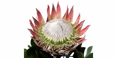 Protea Cynaroide