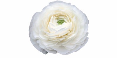 Ranunculus Bianco