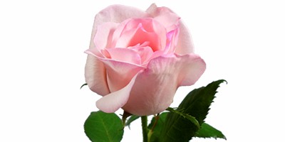 Rosa Amorosa