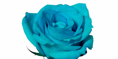 Rosa Natural Colorida Azul