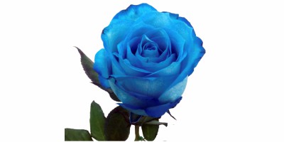 Rosa Natural Tinturada Azul