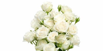 Spray White Rosever