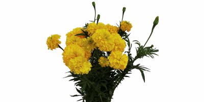 Tagetes Amarelo (Gigante)