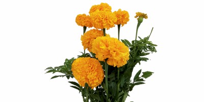 Tagetes Laranja Claro (Gigante)