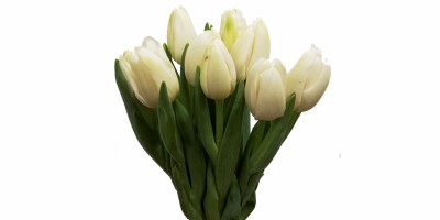 Tulipa Branca