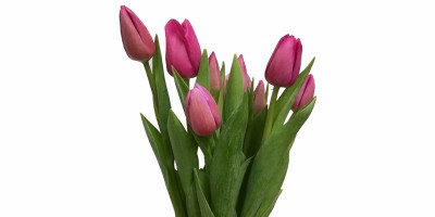 Tulipa Rosa Escuro