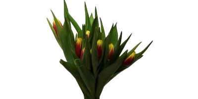 Tulipa Vermelha/Amarela