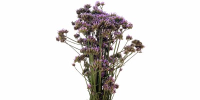 Verbena Lilás